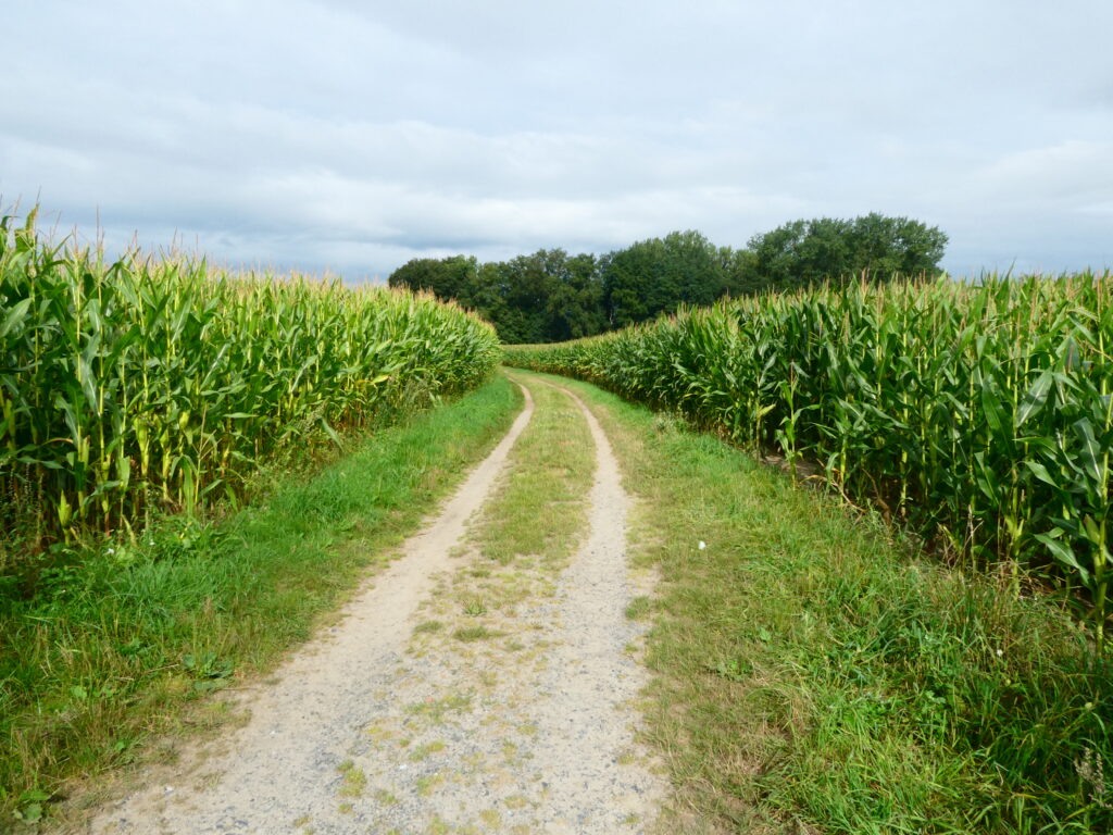 Der Mais steht hoch - auch noch im August